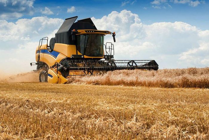 Champs de blé en Ukraine