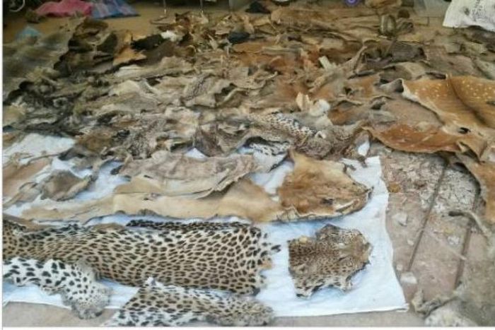 Criminalité faunique