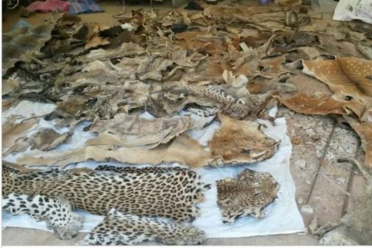 Criminalité faunique