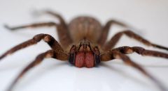 L'araignée-banane est parfois confondues avec d'autres espèces à cause de ses chélicères rouges.