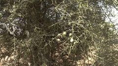 Dattier du désert, arbre