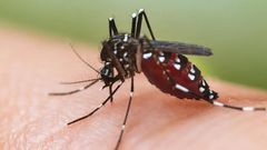 chikungunya