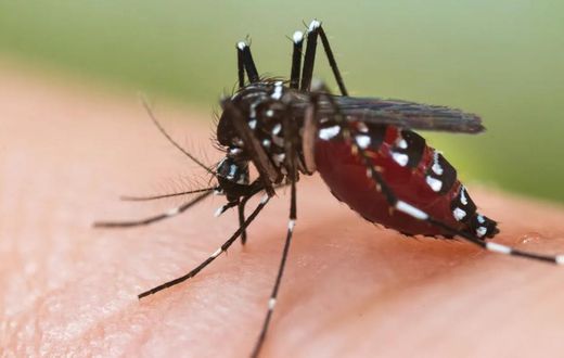 chikungunya