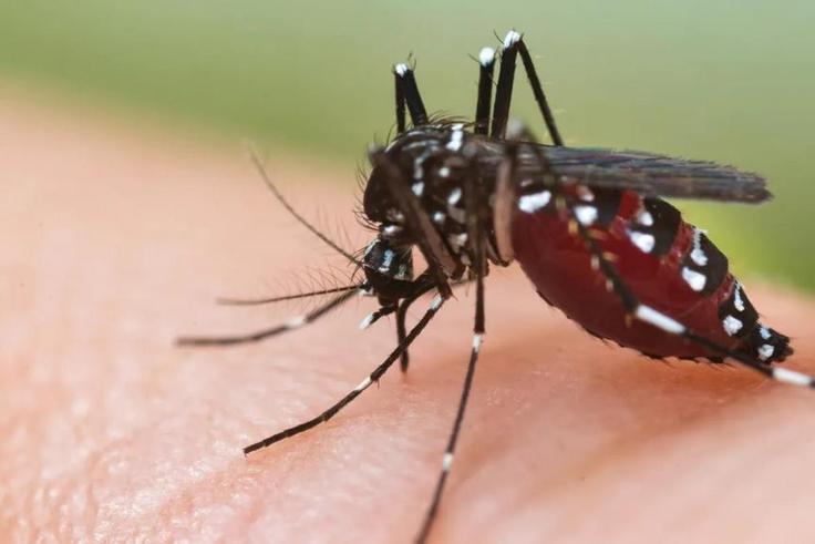 chikungunya