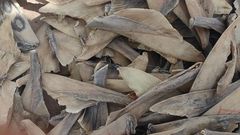 Criminalité faunique