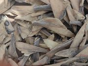 Criminalité faunique