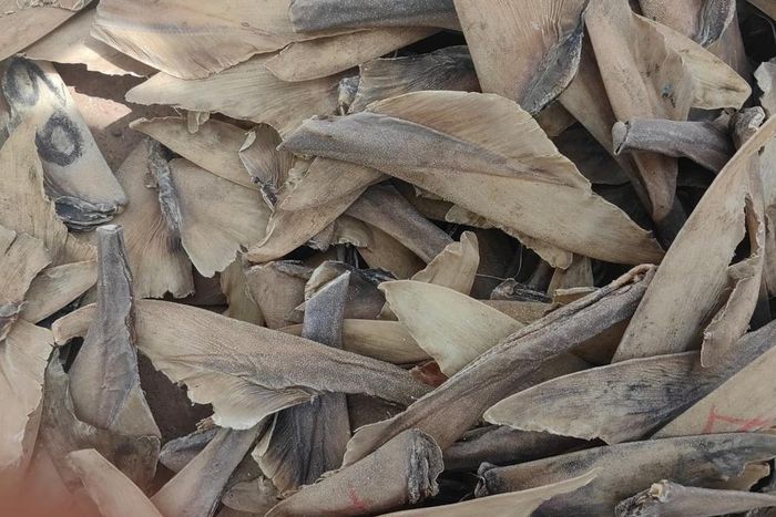 Criminalité faunique