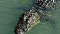 An alligator swimming in a Hilton Head, South Carolina salt marsh.John Dreyer/Getty Images