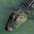 An alligator swimming in a Hilton Head, South Carolina salt marsh.John Dreyer/Getty Images