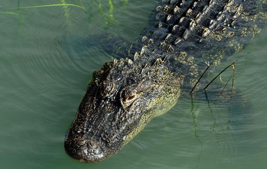 An alligator swimming in a Hilton Head, South Carolina salt marsh.John Dreyer/Getty Images