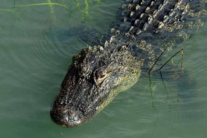 An alligator swimming in a Hilton Head, South Carolina salt marsh.John Dreyer/Getty Images