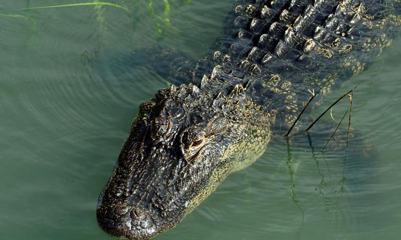 An alligator swimming in a Hilton Head, South Carolina salt marsh.John Dreyer/Getty Images
