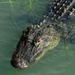 An alligator swimming in a Hilton Head, South Carolina salt marsh.John Dreyer/Getty Images