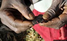 Au Sénégal, l'excision persiste avec un taux de 25%