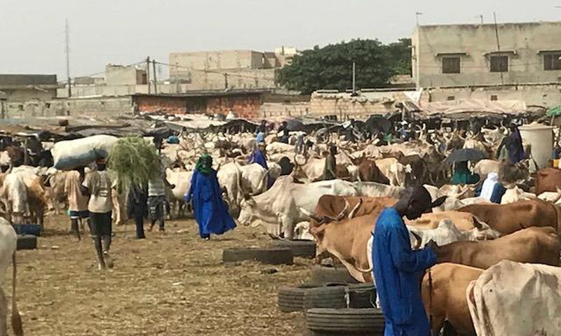 Foirail de Diamaguène Sicap Mbao