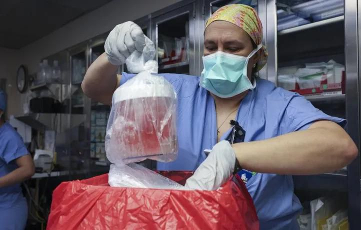 Melissa-mattola-kiatos-rn-nursing-practice-specialist-removes-the-pig-kidney-from-its-b (1)