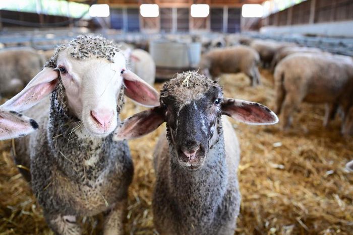 Des moutons dévorent 300 kg de cannabis