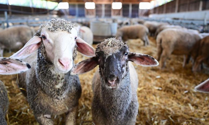 Des moutons dévorent 300 kg de cannabis