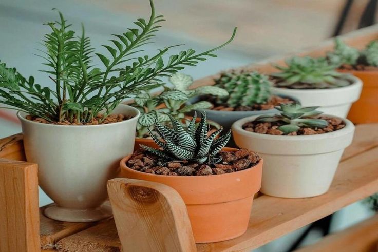 Arbres qu'il ne faut jamais planter chez soi.