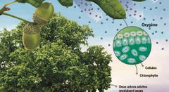 Comment les arbres produisent de l'oxygène