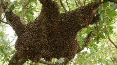 Un essaim d'abeilles