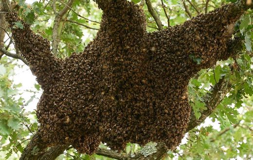 Un essaim d'abeilles