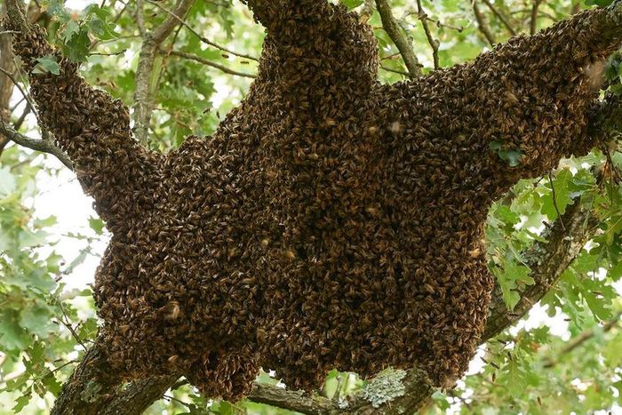 Un essaim d'abeilles