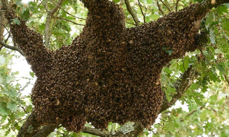 Un essaim d'abeilles