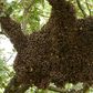 Un essaim d'abeilles
