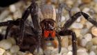 L'araignée-banane est considérée comme l'araignée la plus venimeuse du monde