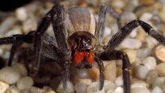 L'araignée-banane est considérée comme l'araignée la plus venimeuse du monde