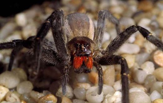 L'araignée-banane est considérée comme l'araignée la plus venimeuse du monde