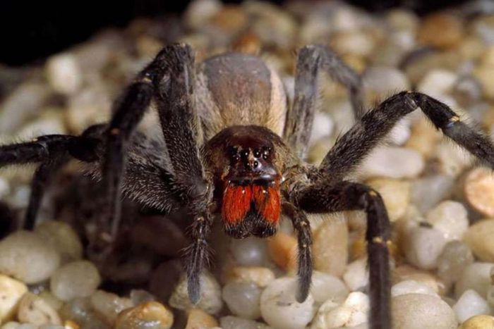 L'araignée-banane est considérée comme l'araignée la plus venimeuse du monde