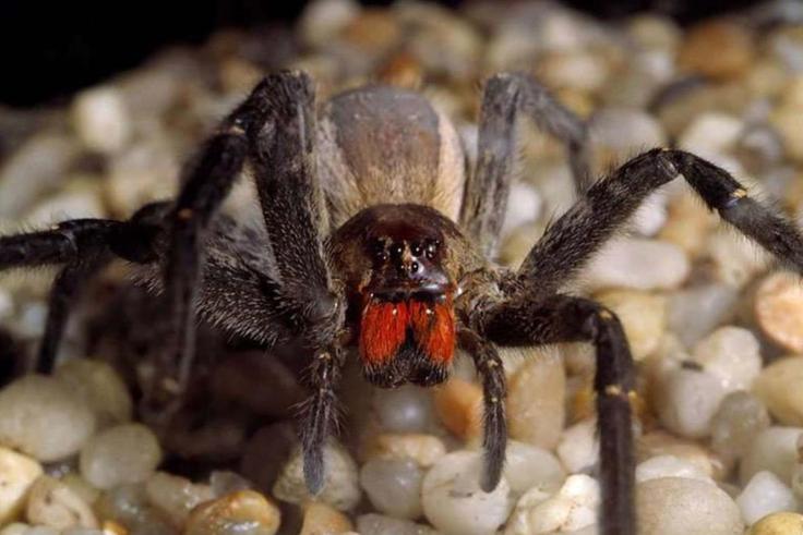L'araignée-banane est considérée comme l'araignée la plus venimeuse du monde