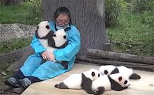 Un panda dans les bras [Goodnewsnetwork]
