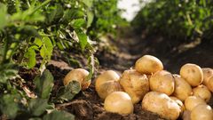 Pommes-de-terre