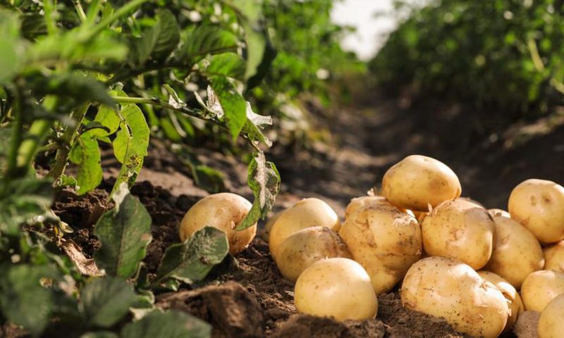 Pommes-de-terre
