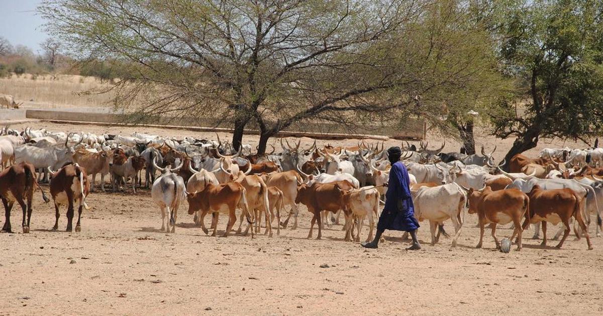 Présumé enlèvement d’un enfant : 5 bergers lynchés à Taïba Moutoupha ...
