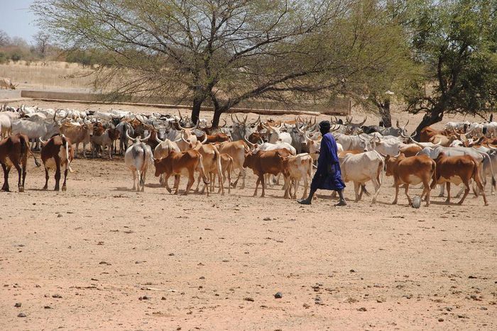 Berger avec son troupeau -illustration-