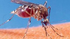 Chikungunya