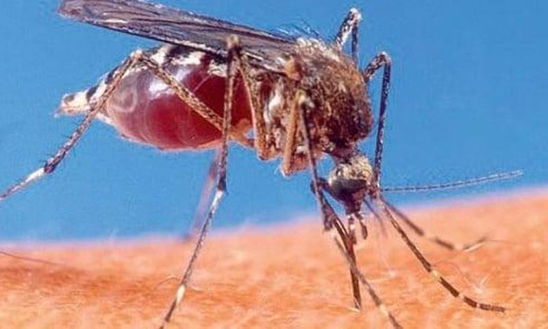 Chikungunya