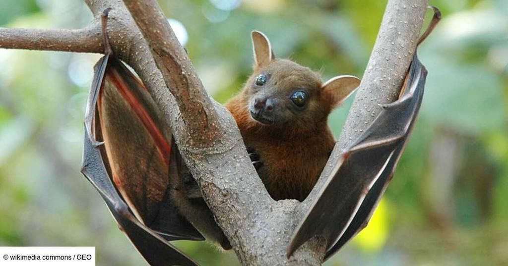 tout-savoir-sur-les-zoonoses-ces-maladies-transmissibles-de-lanimal-a-lhomme