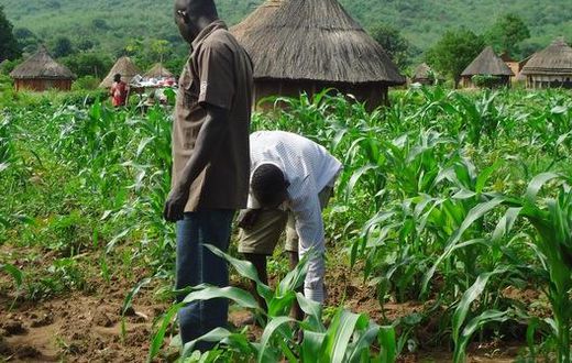 Gambian-Agriculture
