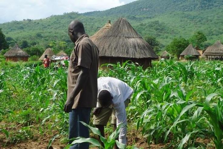 Gambian-Agriculture