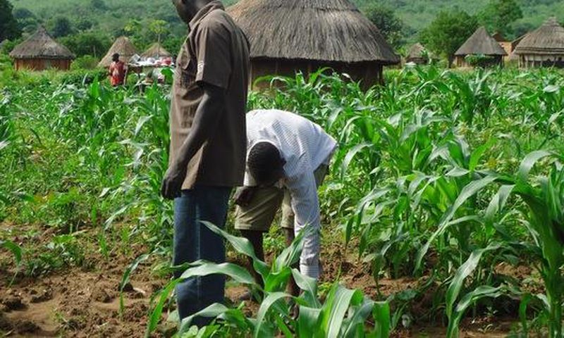 Gambian-Agriculture
