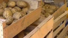 pomme de terre2