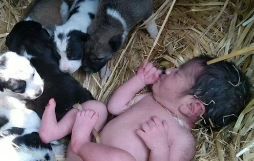 Un nouveau-né abandonné sauvé par une portée de chiens