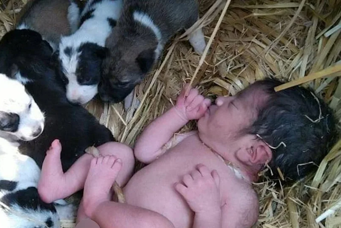Un nouveau-né abandonné sauvé par une portée de chiens