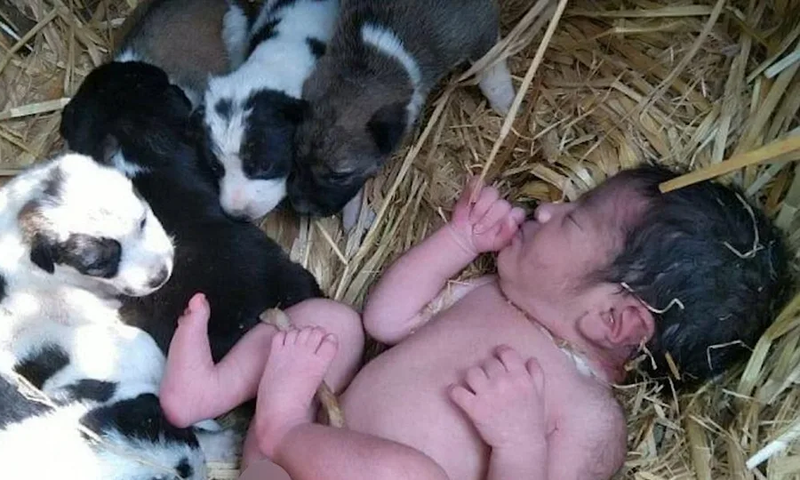 Un nouveau-né abandonné sauvé par une portée de chiens