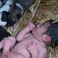 Un nouveau-né abandonné sauvé par une portée de chiens
